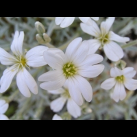 Cerastium Grandiflorum (fam. Caryophullacees) (Balkans, Caucase) (5)